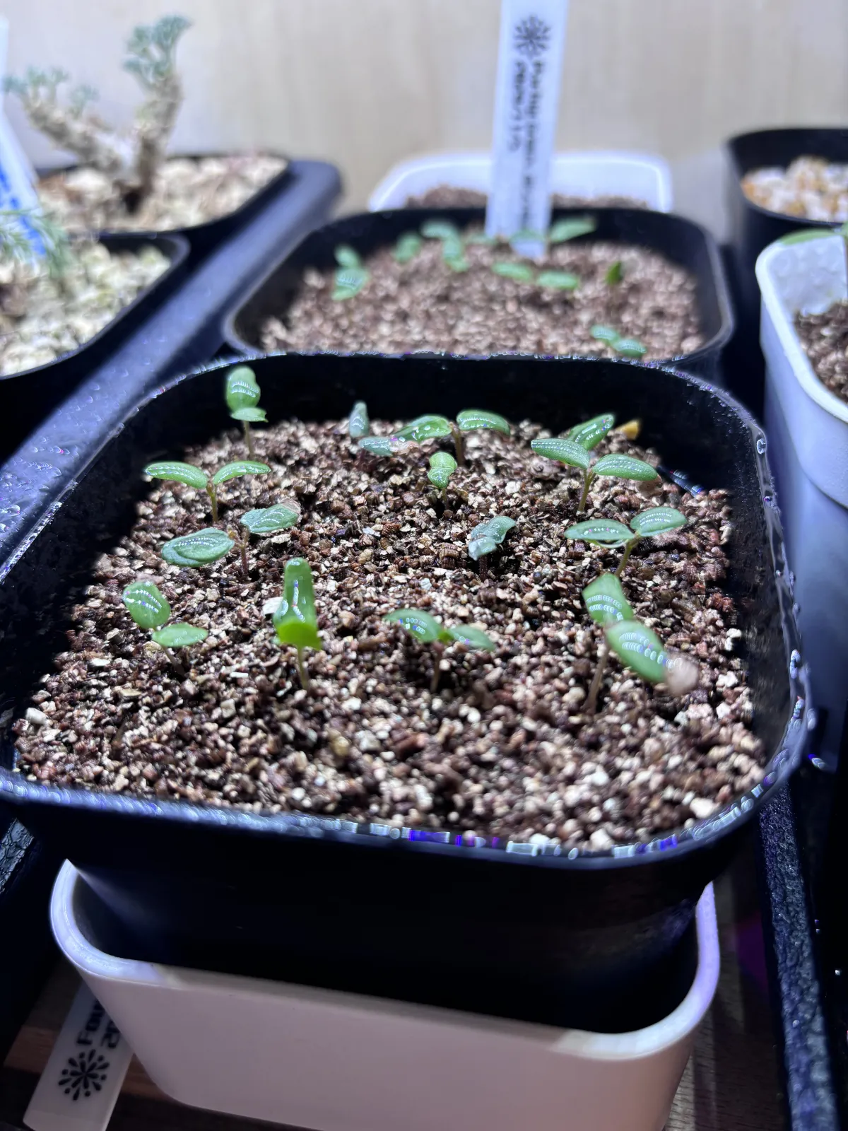 Pachycormus discolor (パキコルムス ディスカラー)