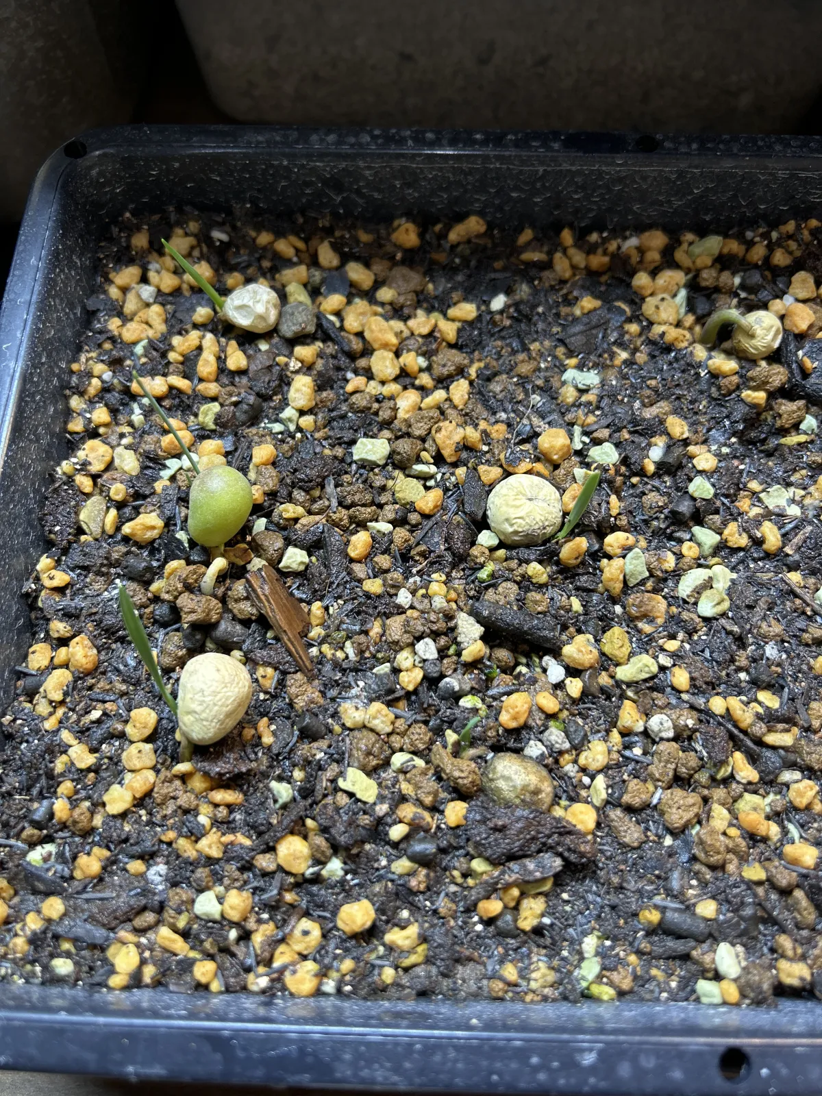 [無料種子] ブーファン ディスティカ Boophone disticha 状態難