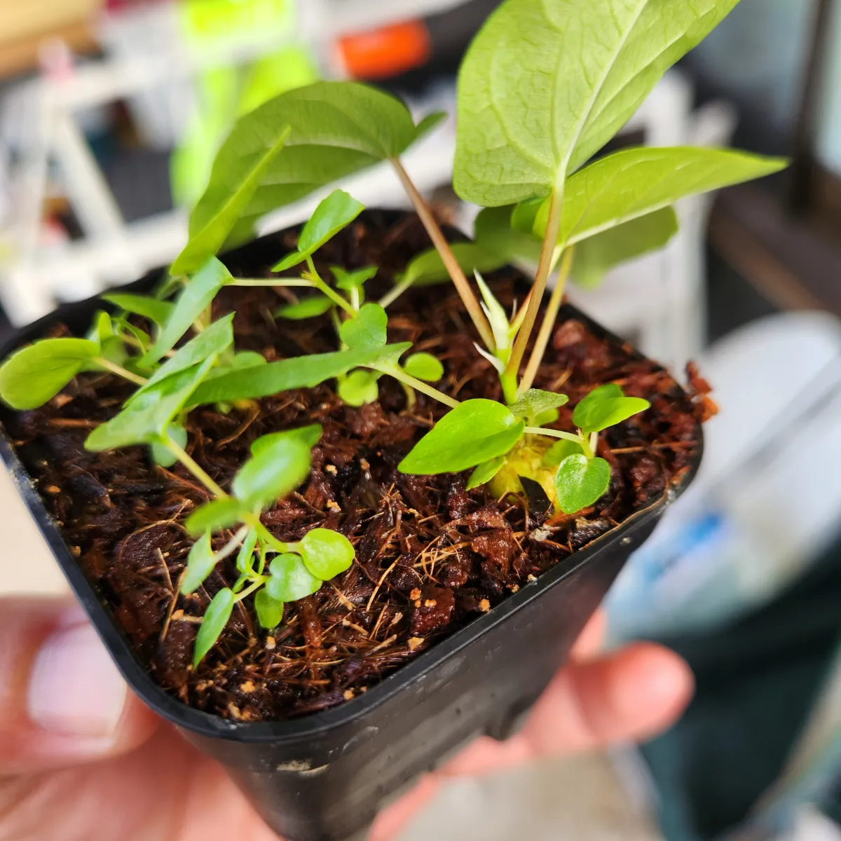 Ficus petiolaris (フィカス ペティオラリス)