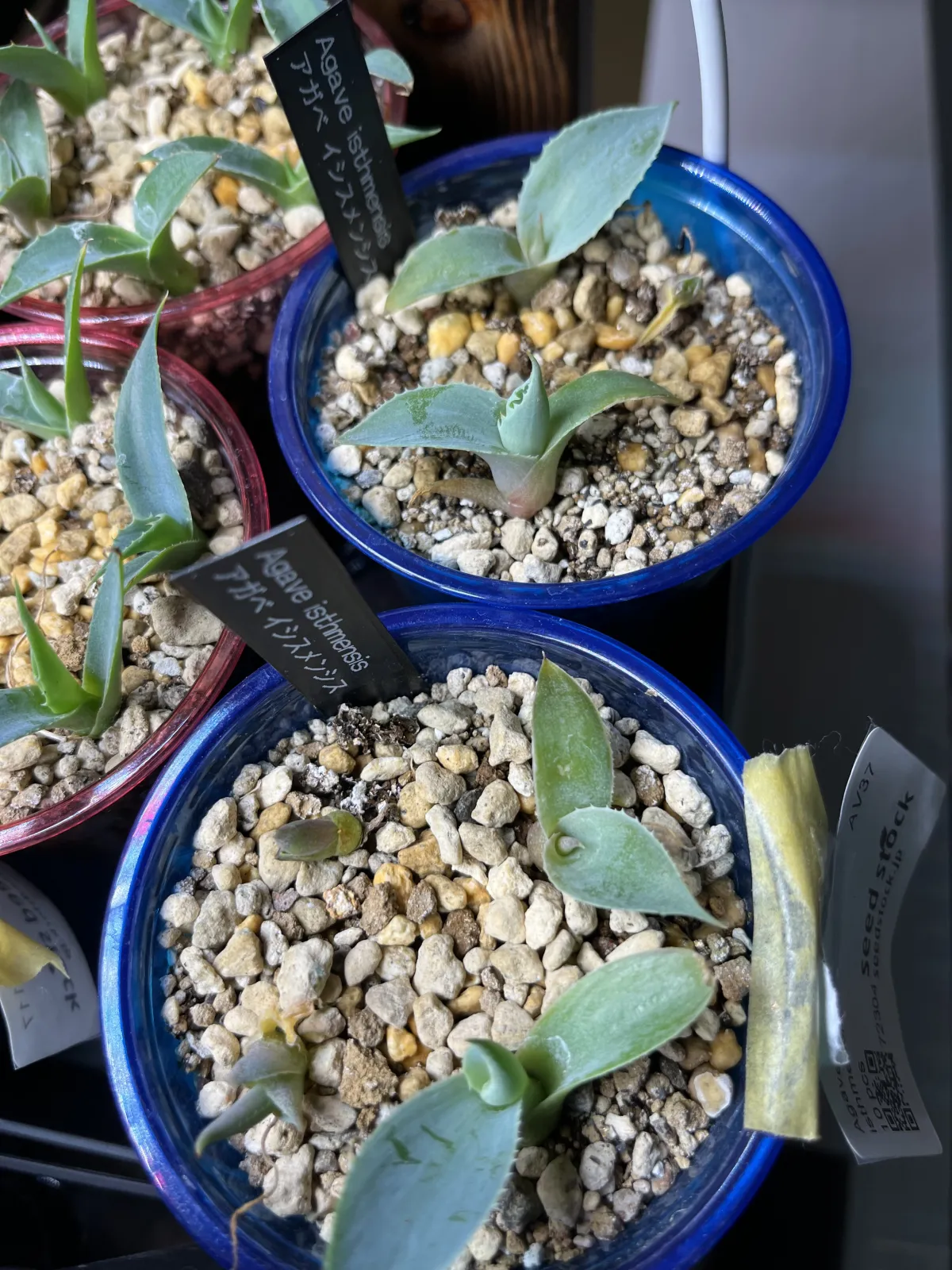 Agave isthmensis (アガベ イシスメンシス)