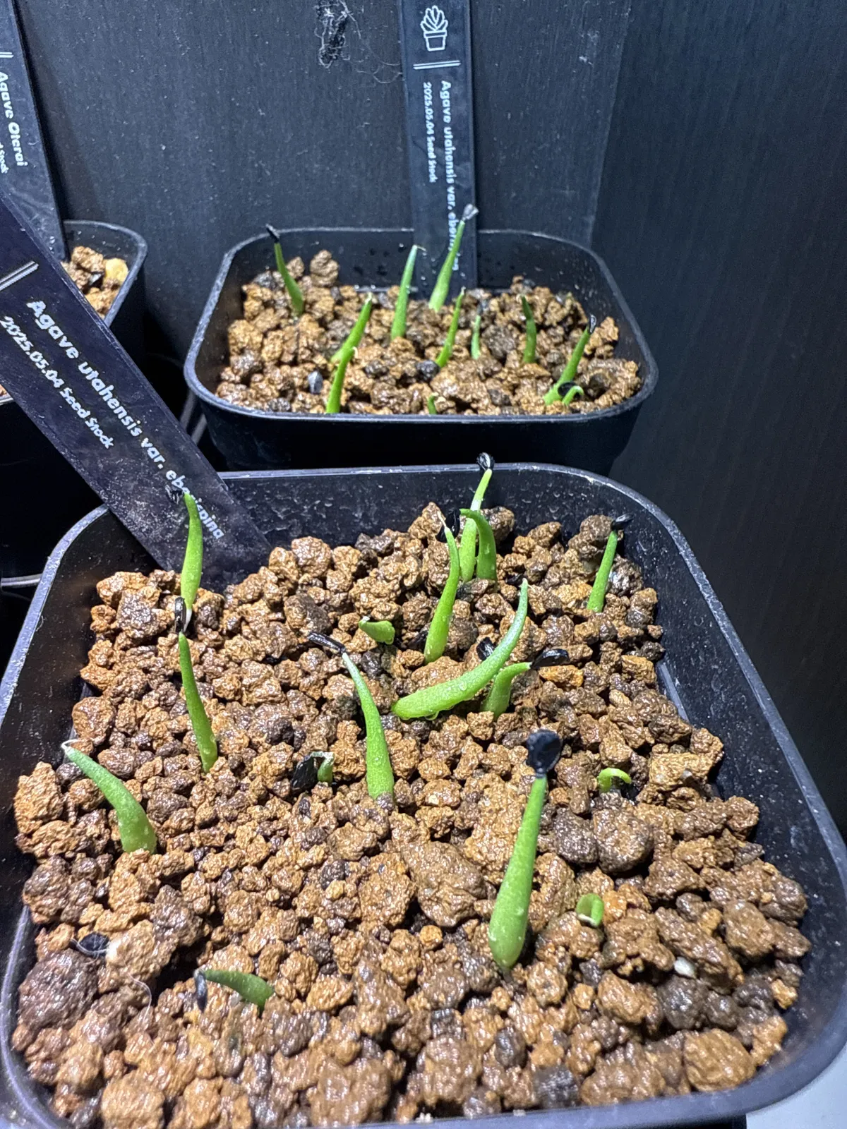 Agave utahensis var. eborispina (アガベ エボリスピナ)