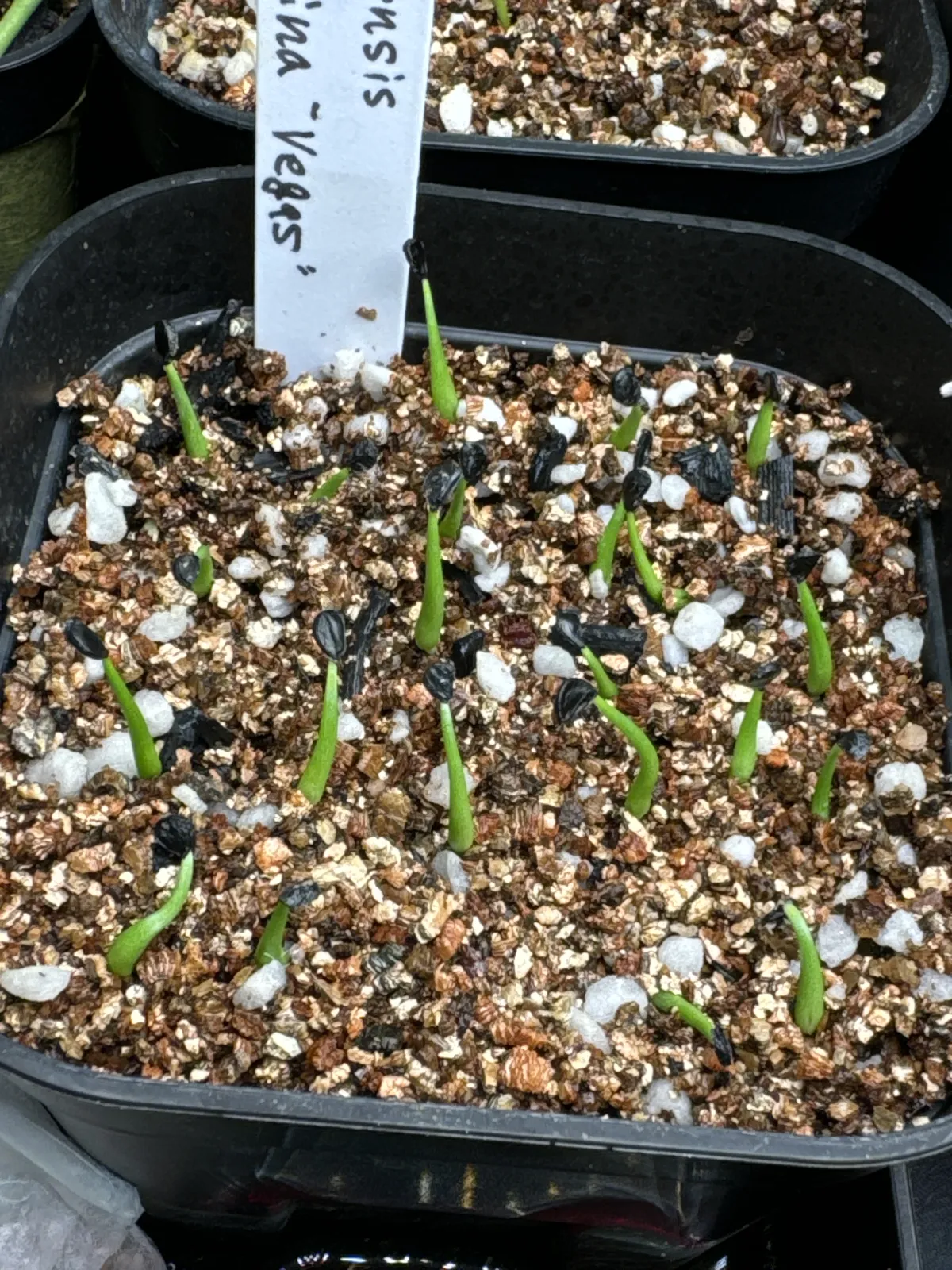 Agave utahensis var. eborispina 'Vegas' (アガベ エボリスピナ ヴェガス)