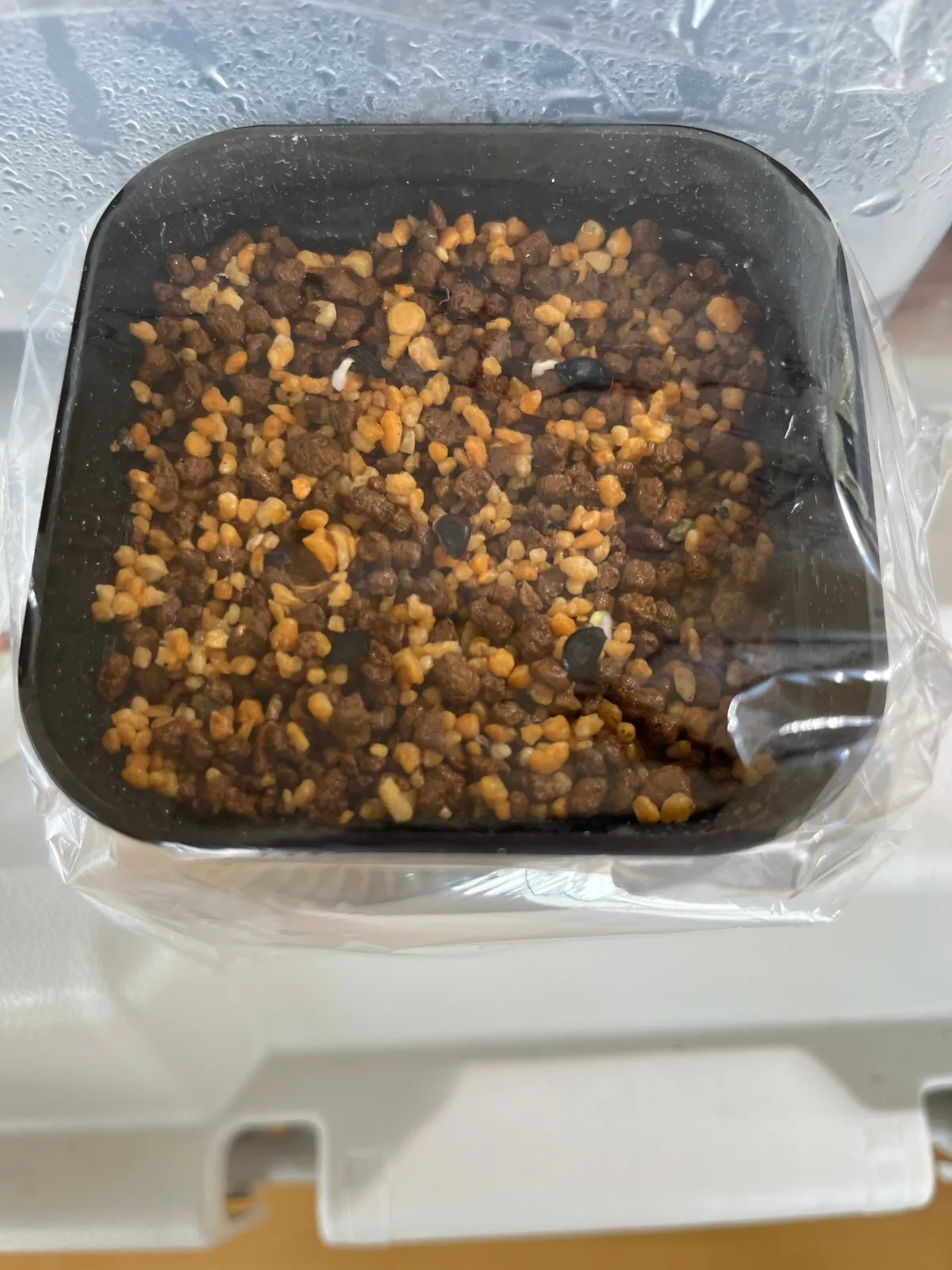 Agave potatorum Dwarf (アガベ ポタトラムドワーフ)