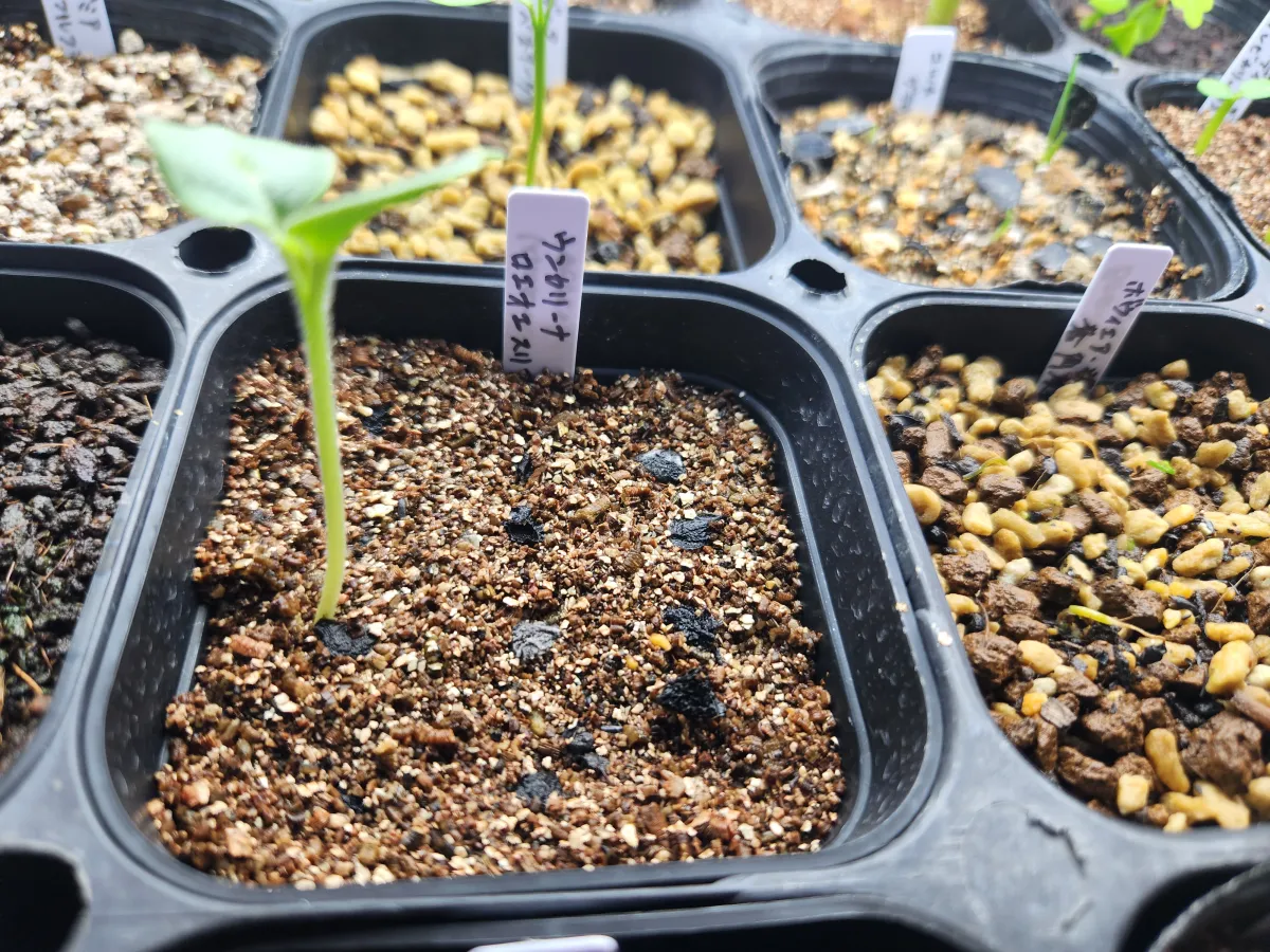 Uncarina roeoesliana (ウンカリーナ ルーズリアナ)