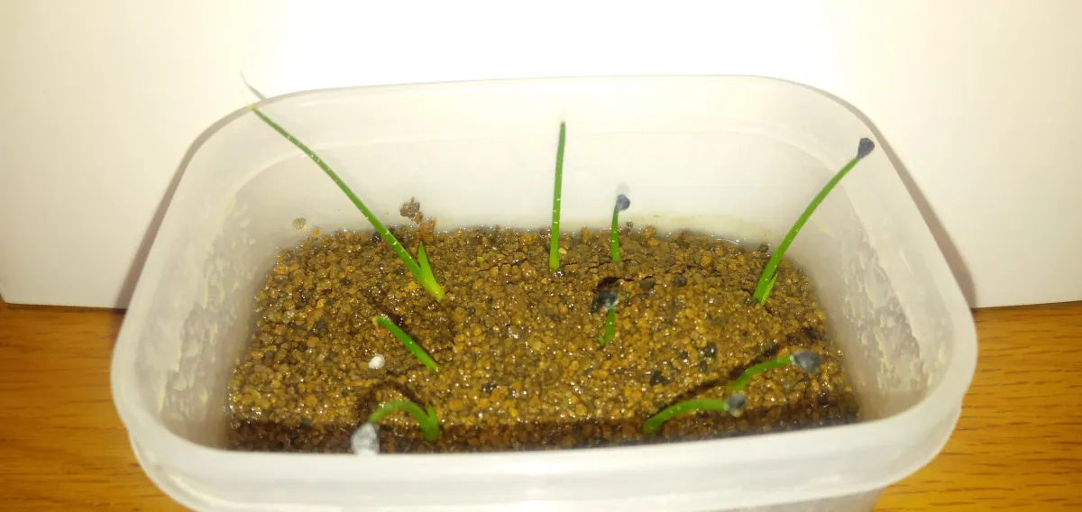 Agave kavandivi (アガベ カバンディビ)