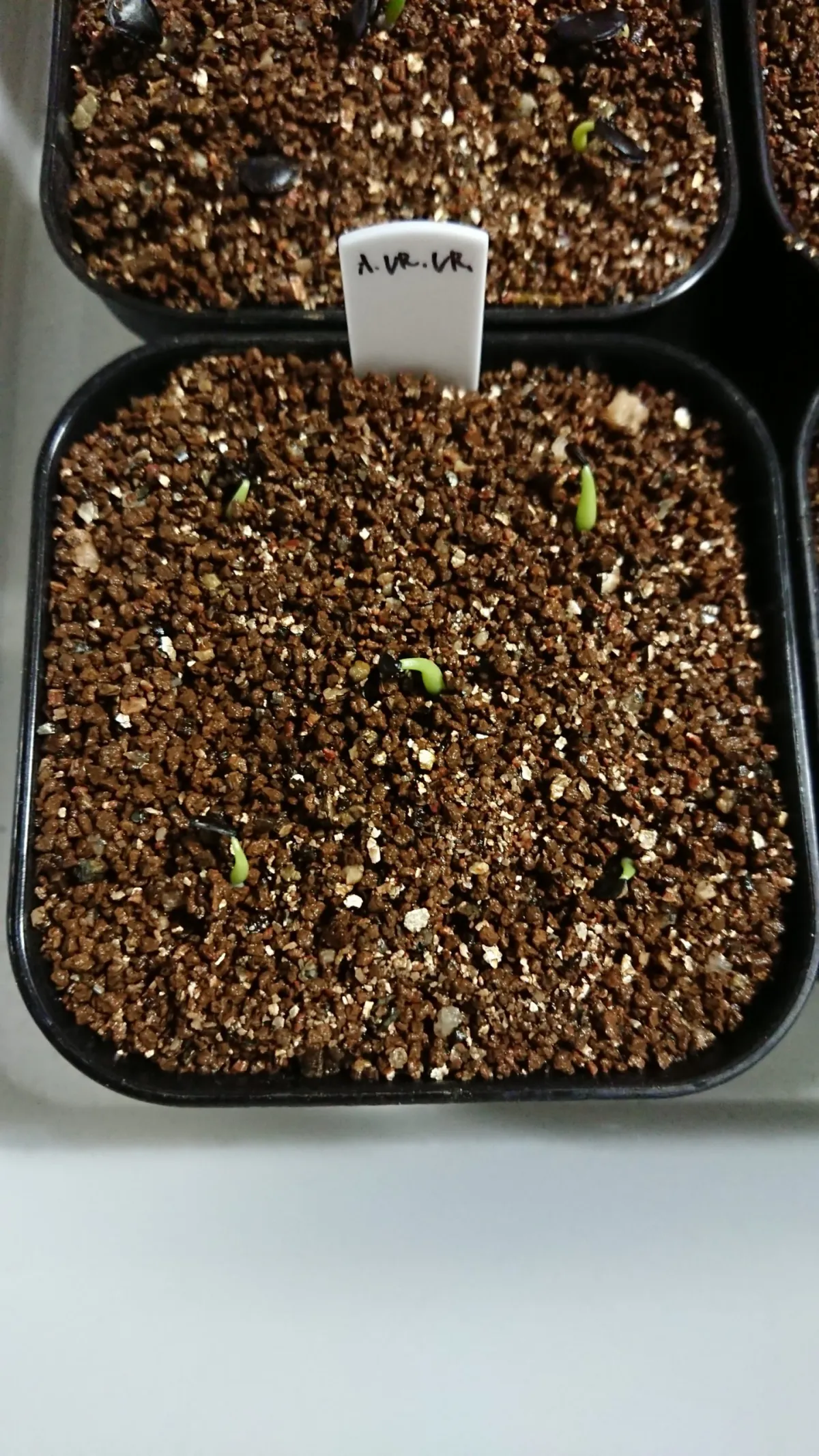 Agave victoriae-reginae (アガベ ビクトリアレジーナエ 笹の雪)