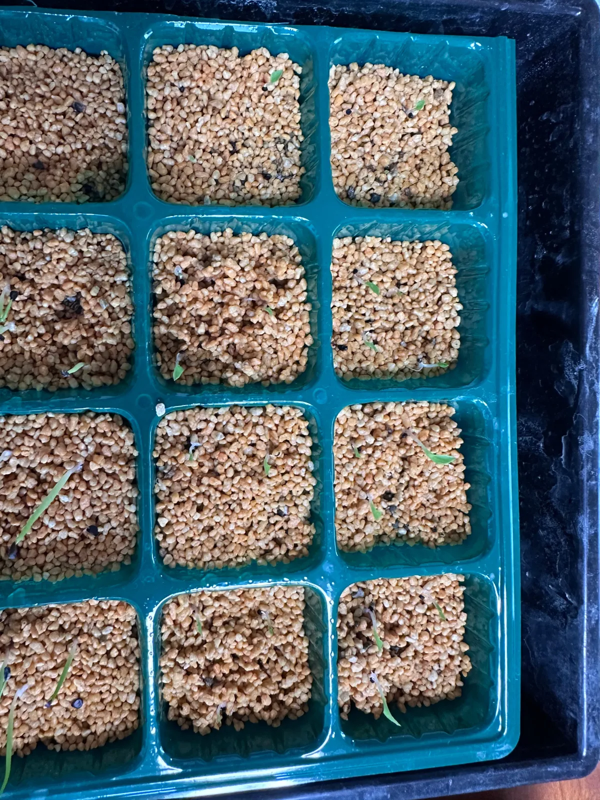 Chlorophytum orchidastrum 'Princess Mabel' (クロロフィツム プリンセス メイブル)