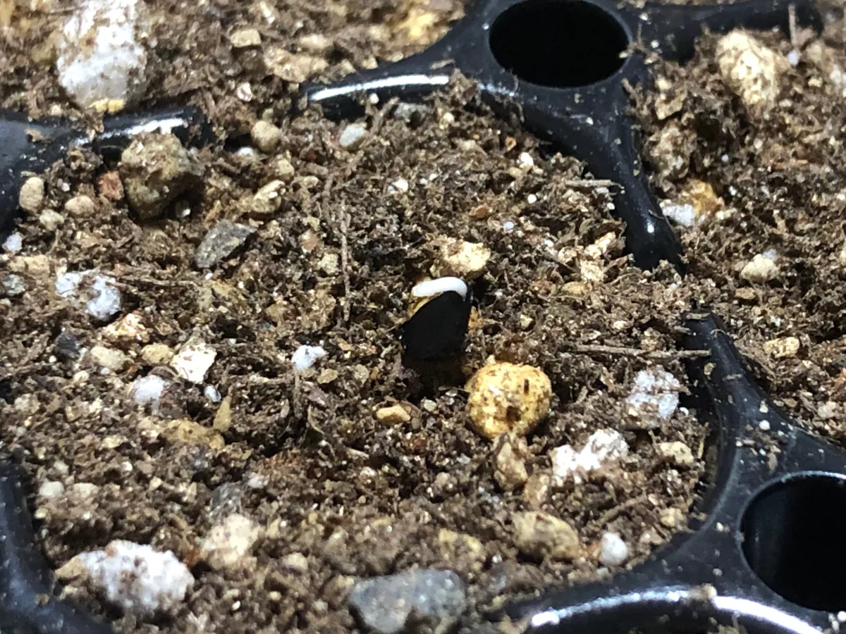 Agave geminiflora (アガベ ジェミニフローラ)