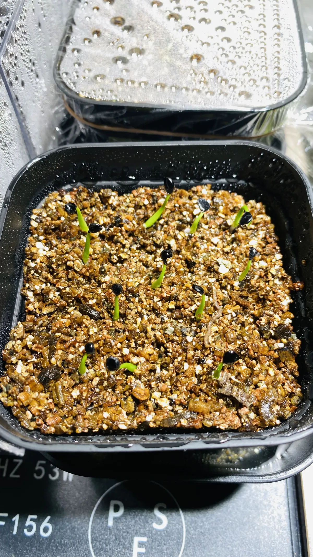 Agave utahensis var. eborispina 'Vegas' (アガベ エボリスピナ ヴェガス)