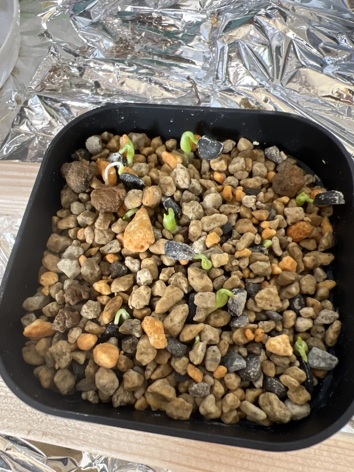 Yucca baccata var. baccata (ユッカ バッカタ)