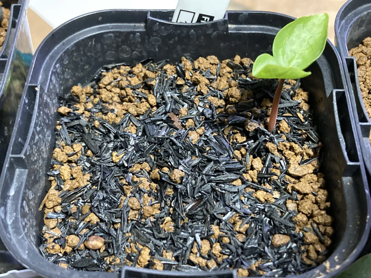 Commiphora monstruosa (コミフォラ モンストローサ)