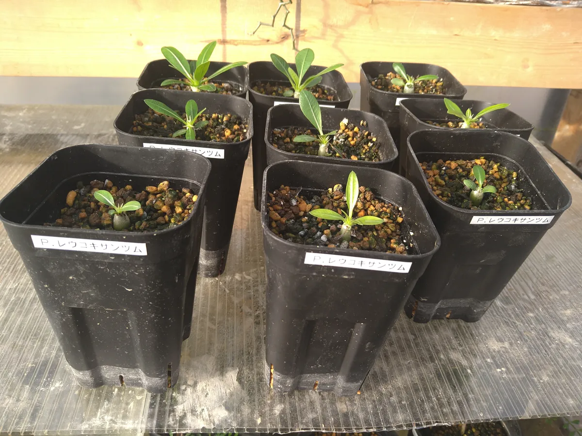 Pachypodium brevicaule subsp. leucoxanthum (パキポディウム レウコキサンツム)