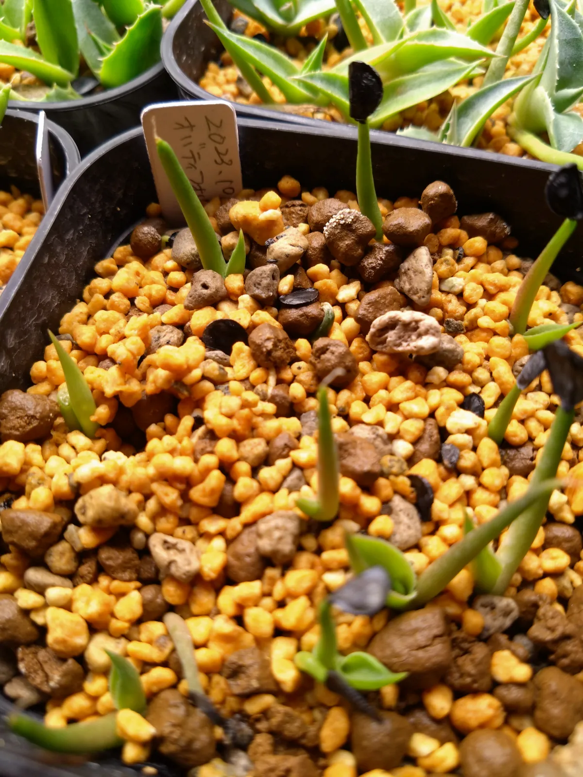 Agave ovatifolia (アガベ オバティフォリア)