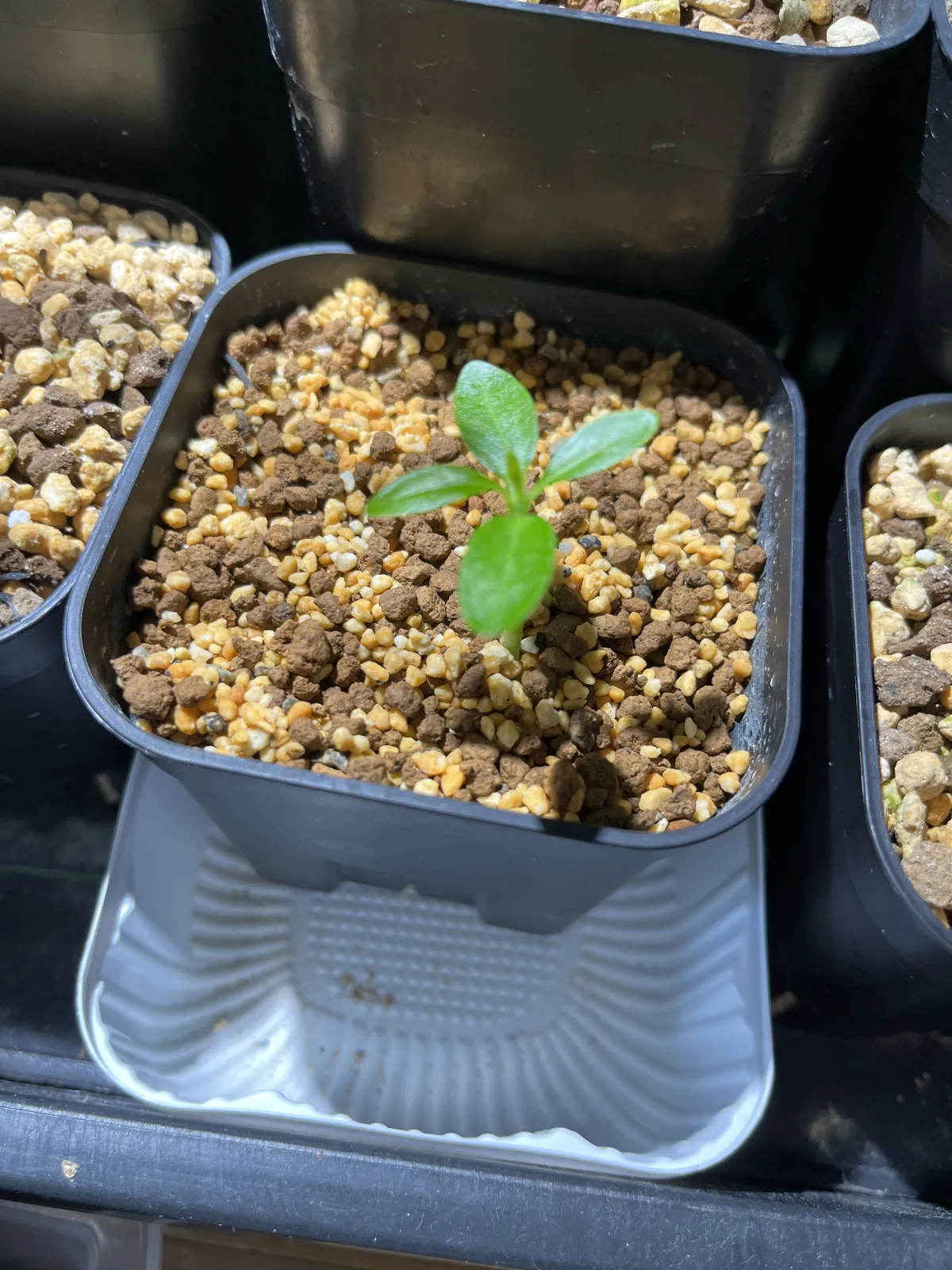 Pachypodium ambongense (パキポディウム アンボンゲンセ)