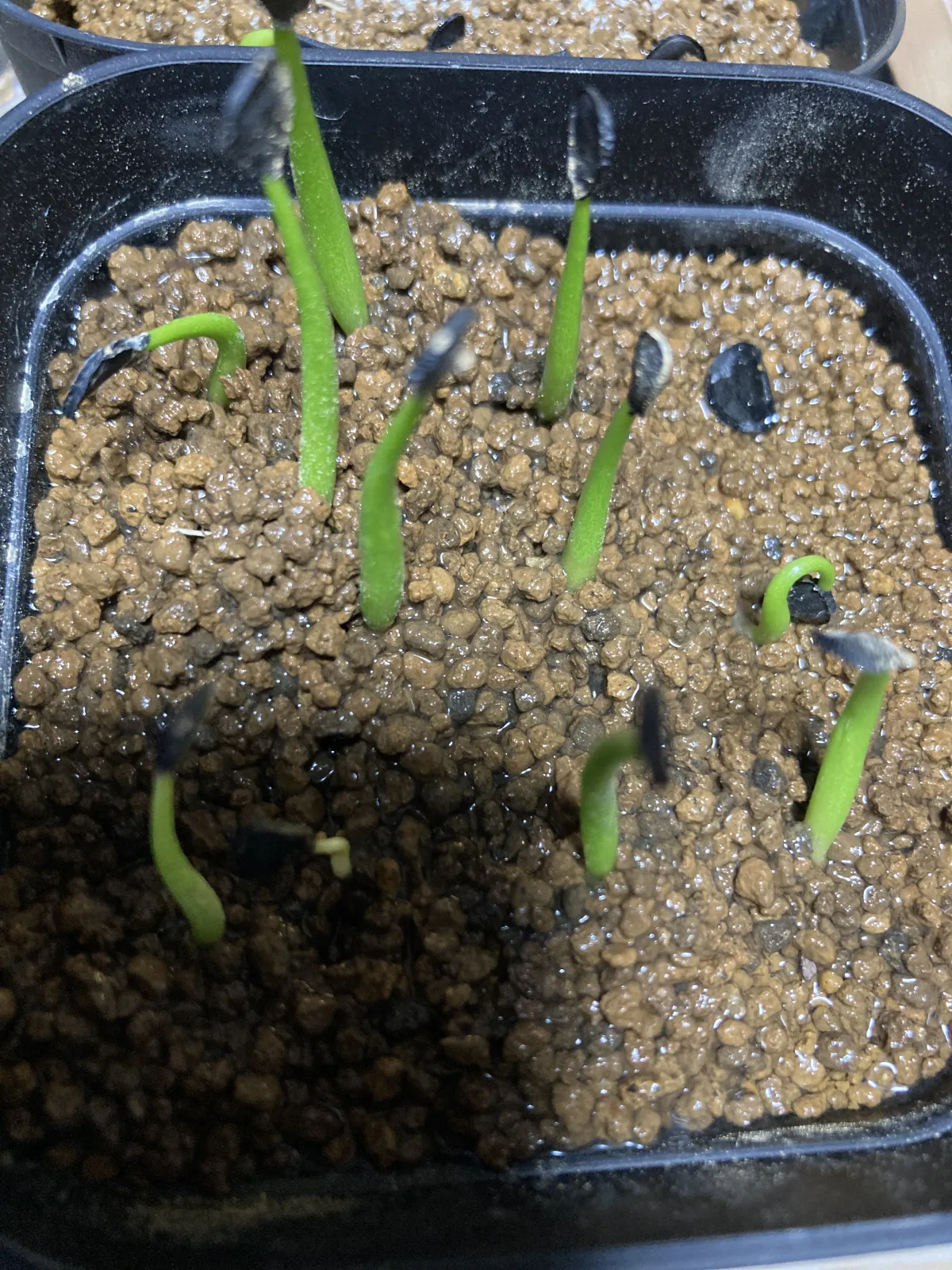 Agave americana var. franzosinii (アガベ フランゾシニー)