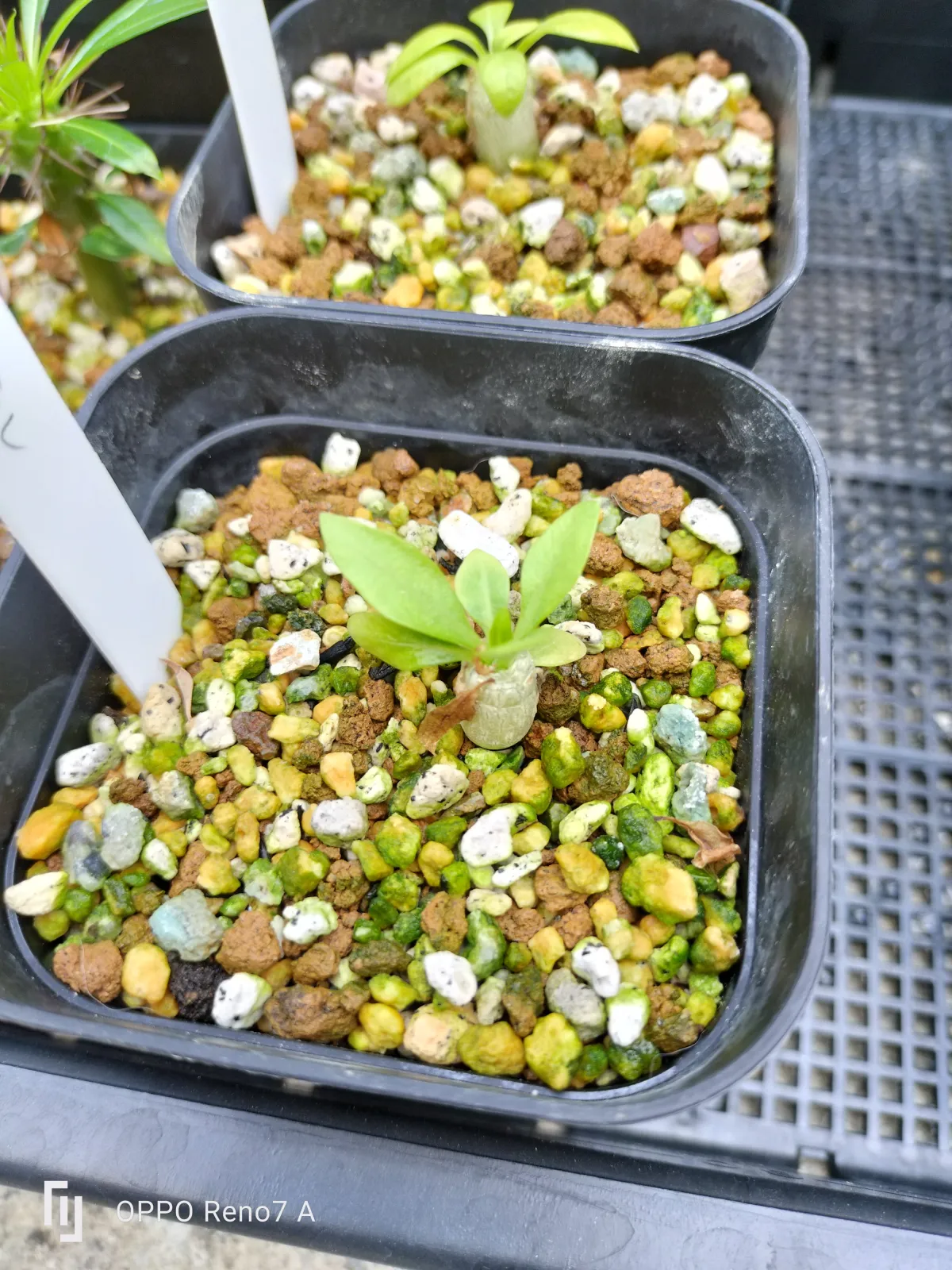 Pachypodium brevicaule subsp. brevicaule (パキポディウム ブレビカウレ)