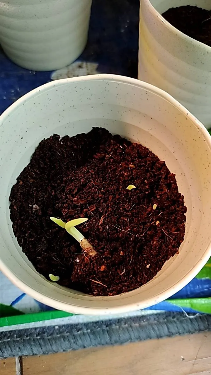 Strelitzia reginae (ストレリチア レジーナ)