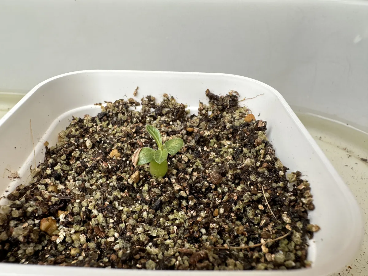 Pachypodium brevicaule subsp. leucoxanthum (パキポディウム レウコキサンツム)