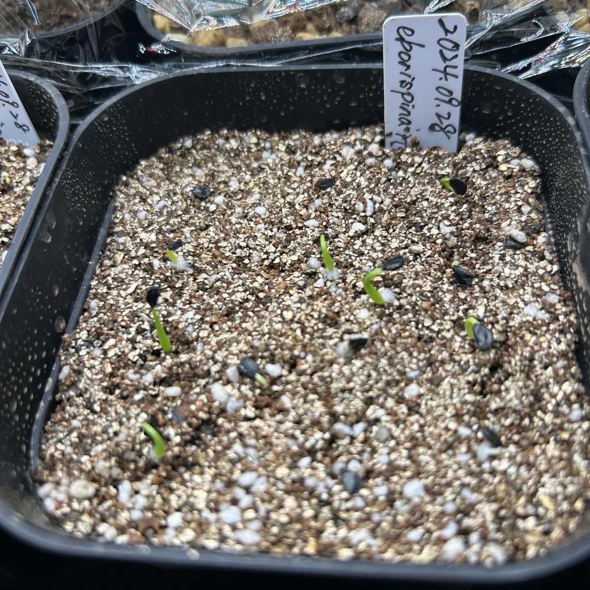 Agave utahensis var. eborispina 'Hayford' (アガベ エボリスピナ ヘイフォード)