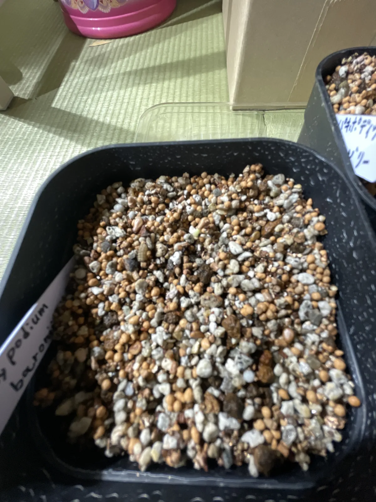 Pachypodium baronii (パキポディウム バロニー)