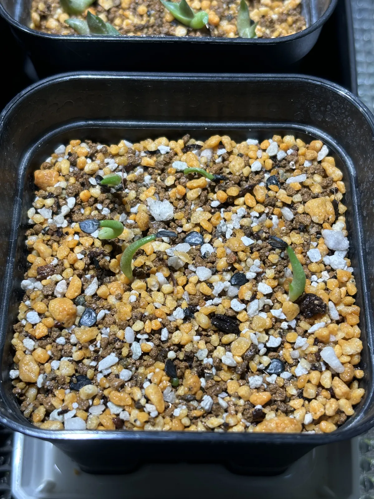 Agave titanota (アガベ チタノタ ドワーフ)