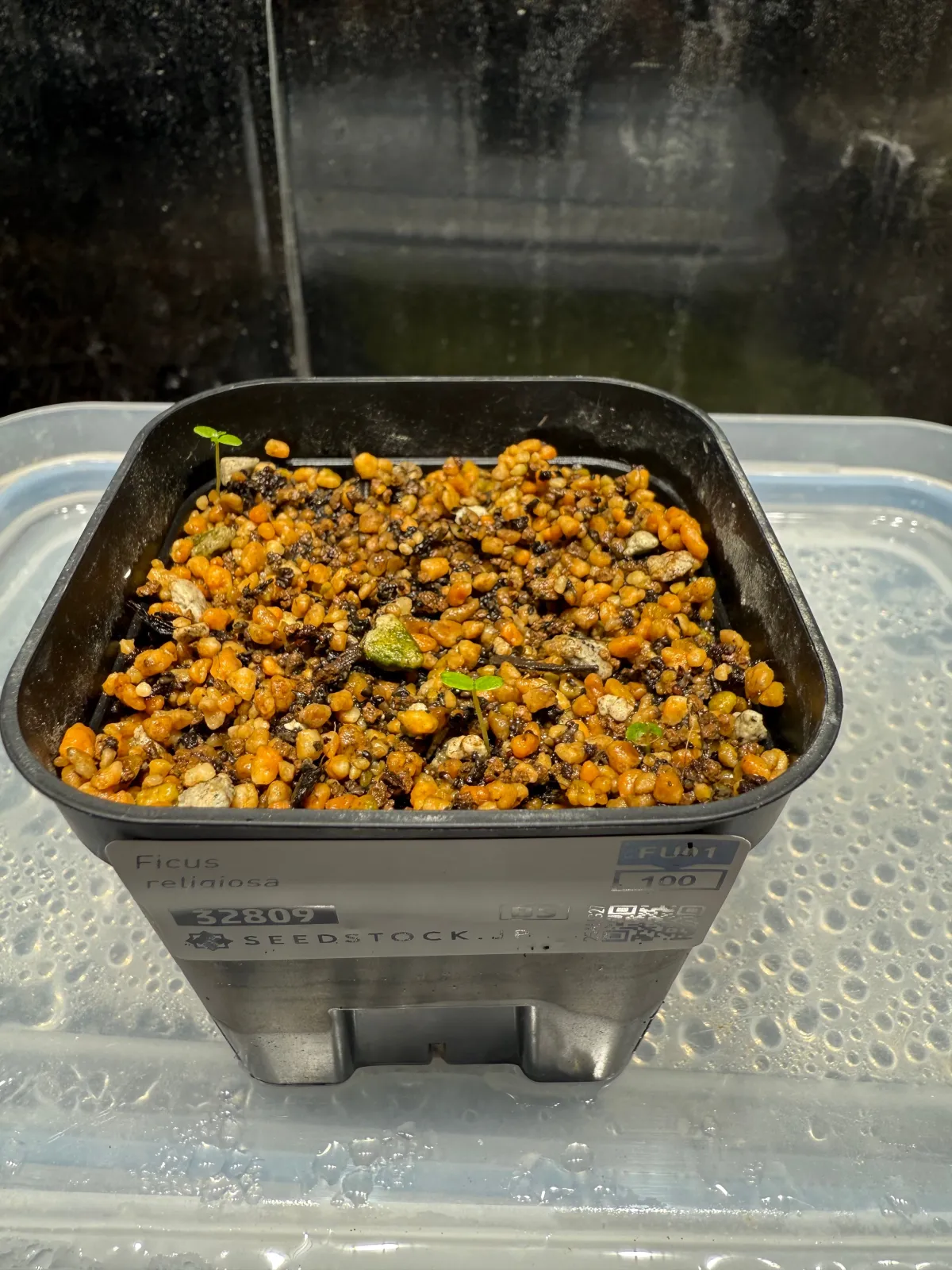 Ficus religiosa (フィカス レリジオーサ インドボダイジュ)