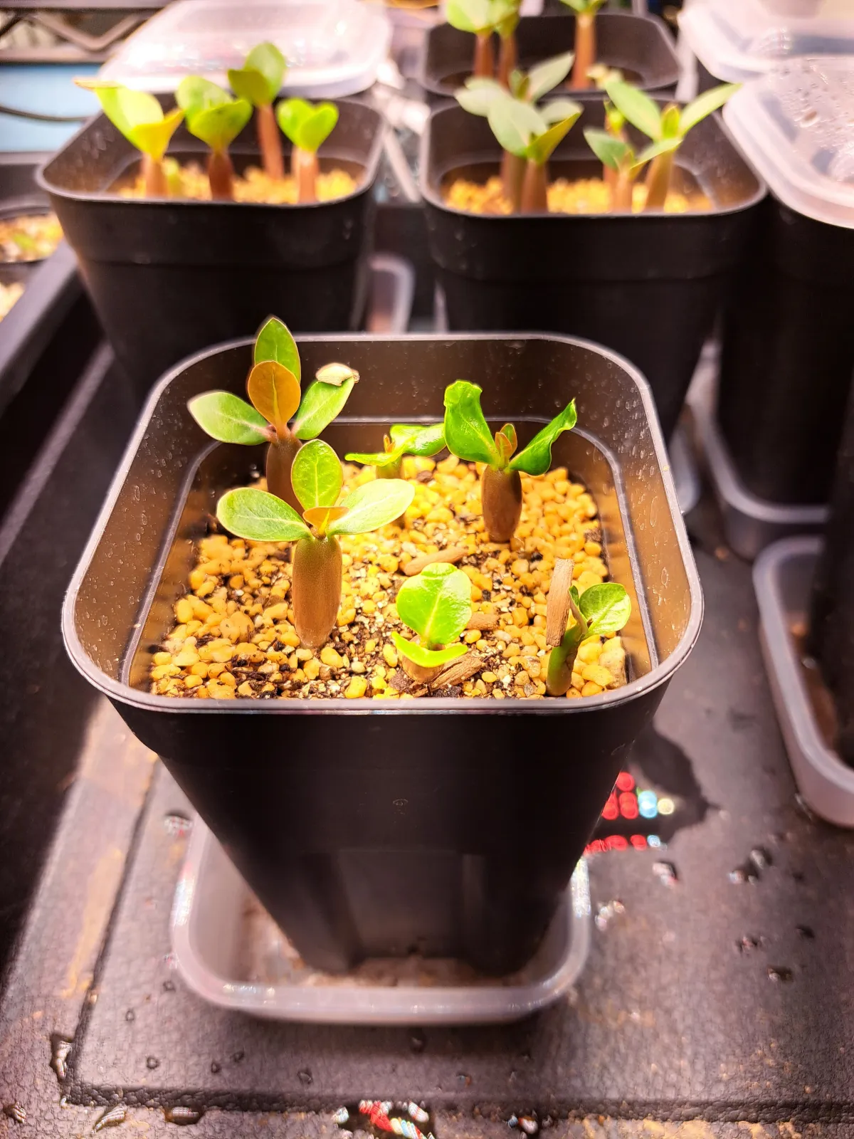 Adenium somalense (アデニウム ソマレンセ)