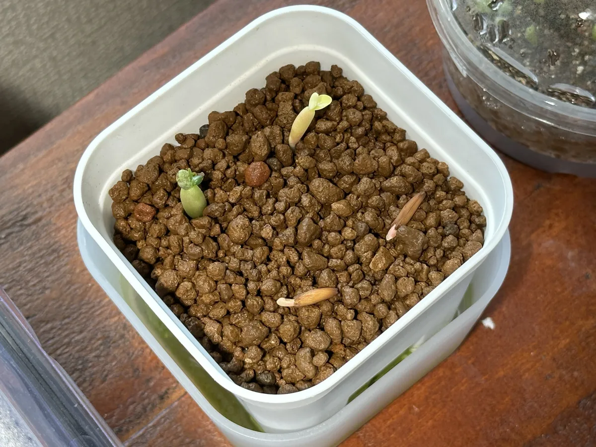 Adenium obesum Dorset Horn (DHA) (アデニウム ドーセットホーン)