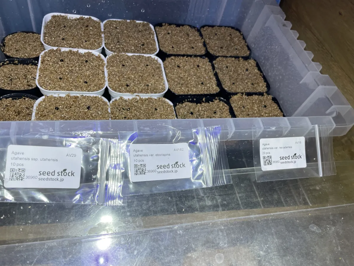 Agave utahensis ssp. utahensis (アガベ ユタエンシス)