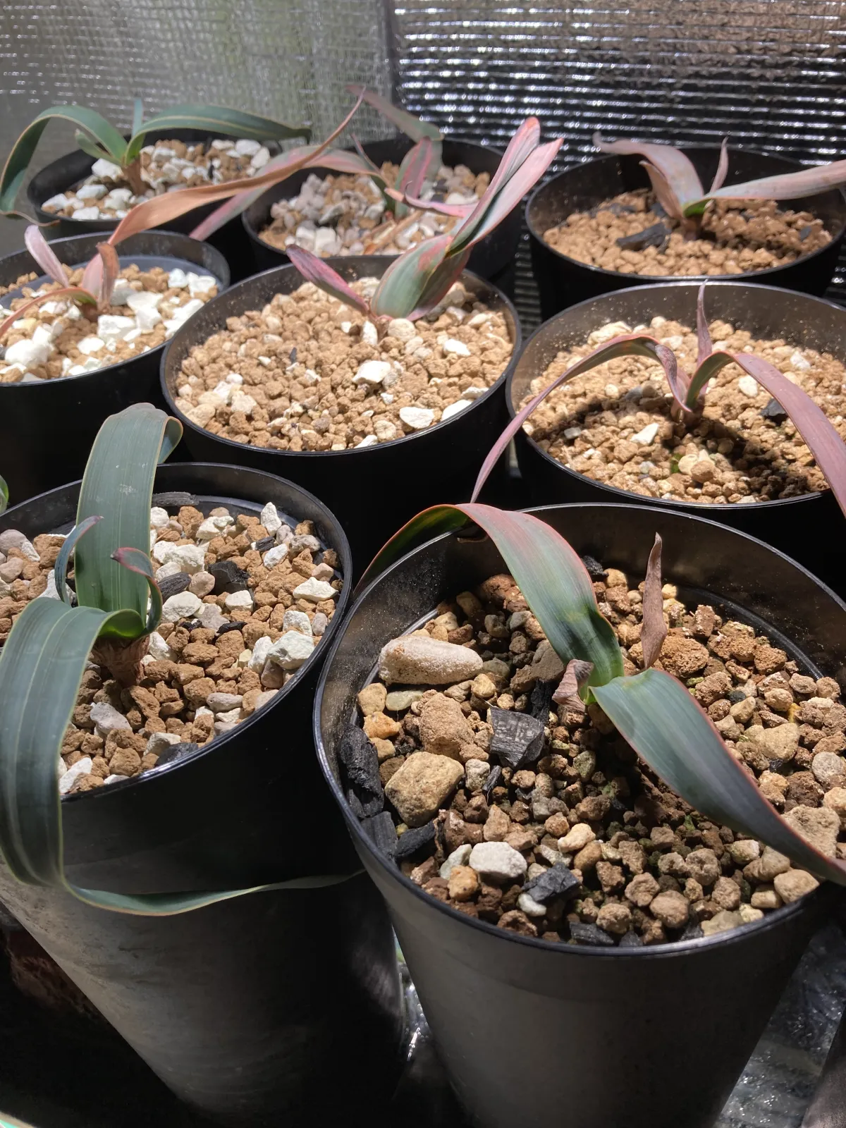 Welwitschia mirabilis (ウェルウィッチア ミラビリス 奇想天外)