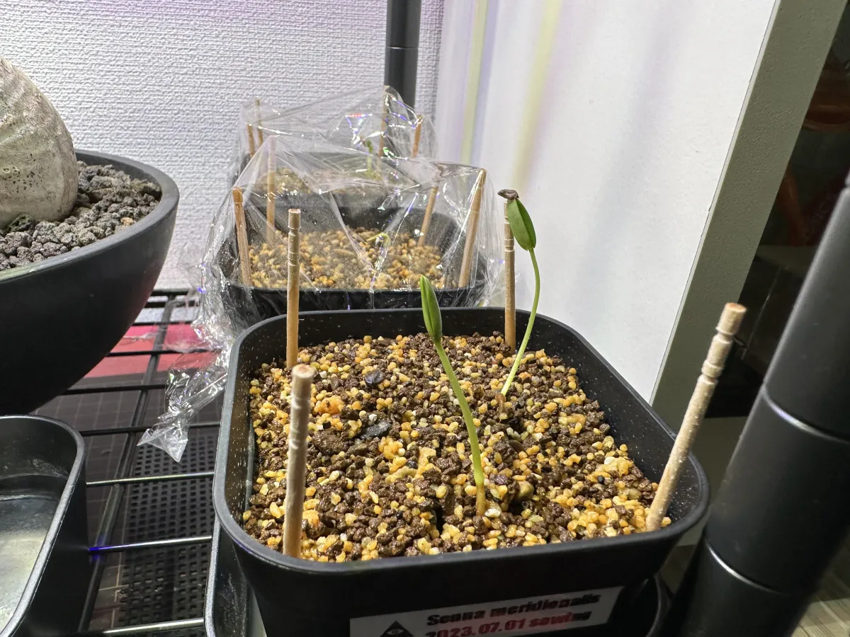 Senna meridionalis (センナ メリディオナリス)