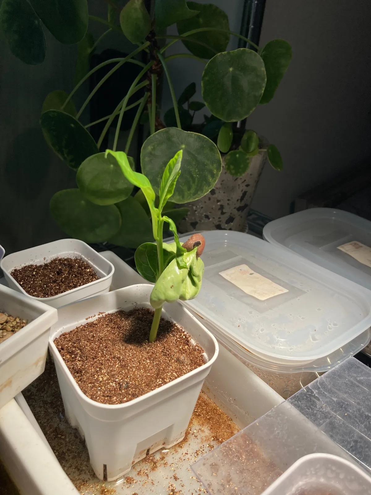 Adansonia digitata (アダンソニア（バオバブ） ディギタータ)