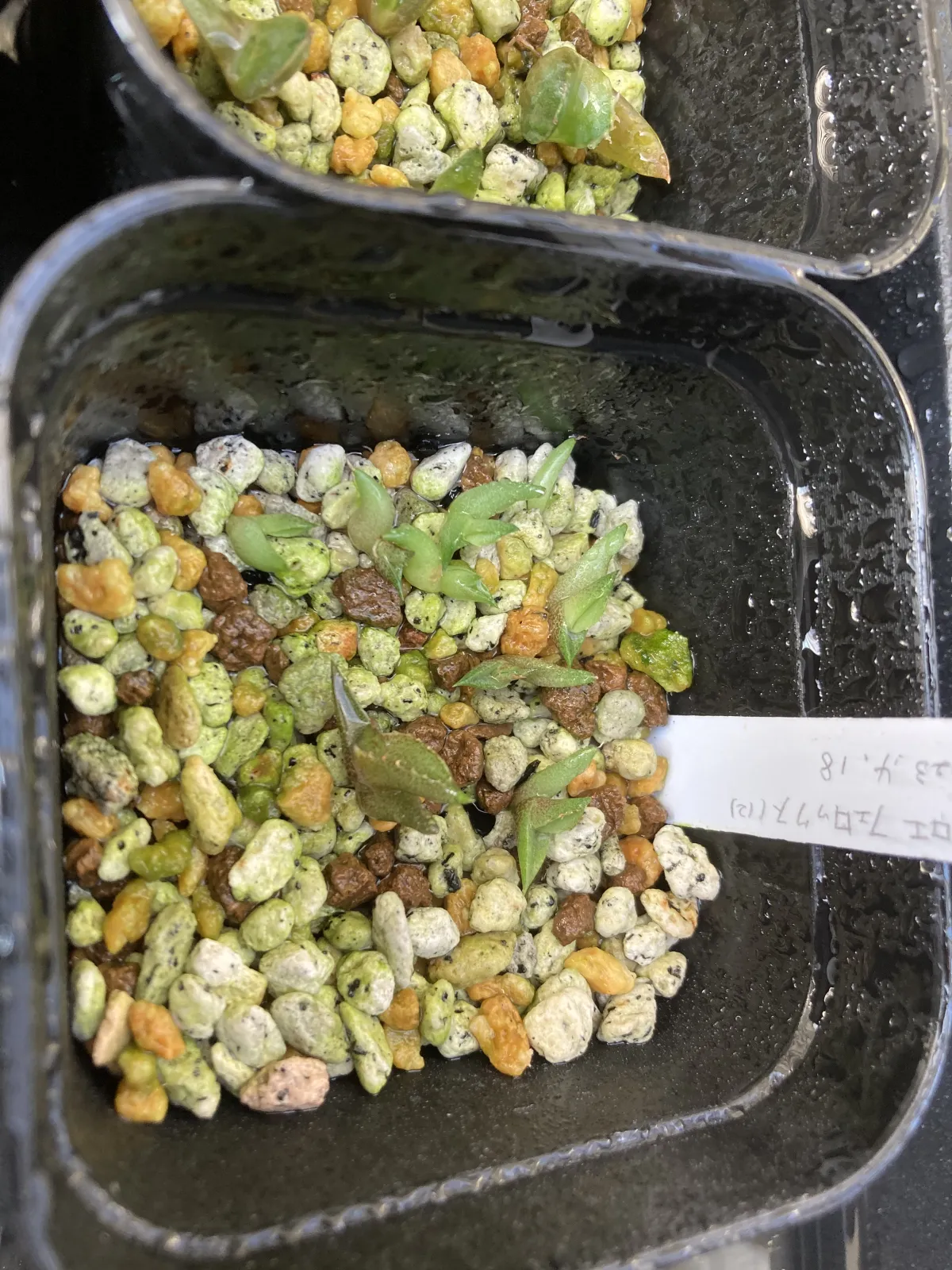 Aloe ferox (アロエ フェロックス)