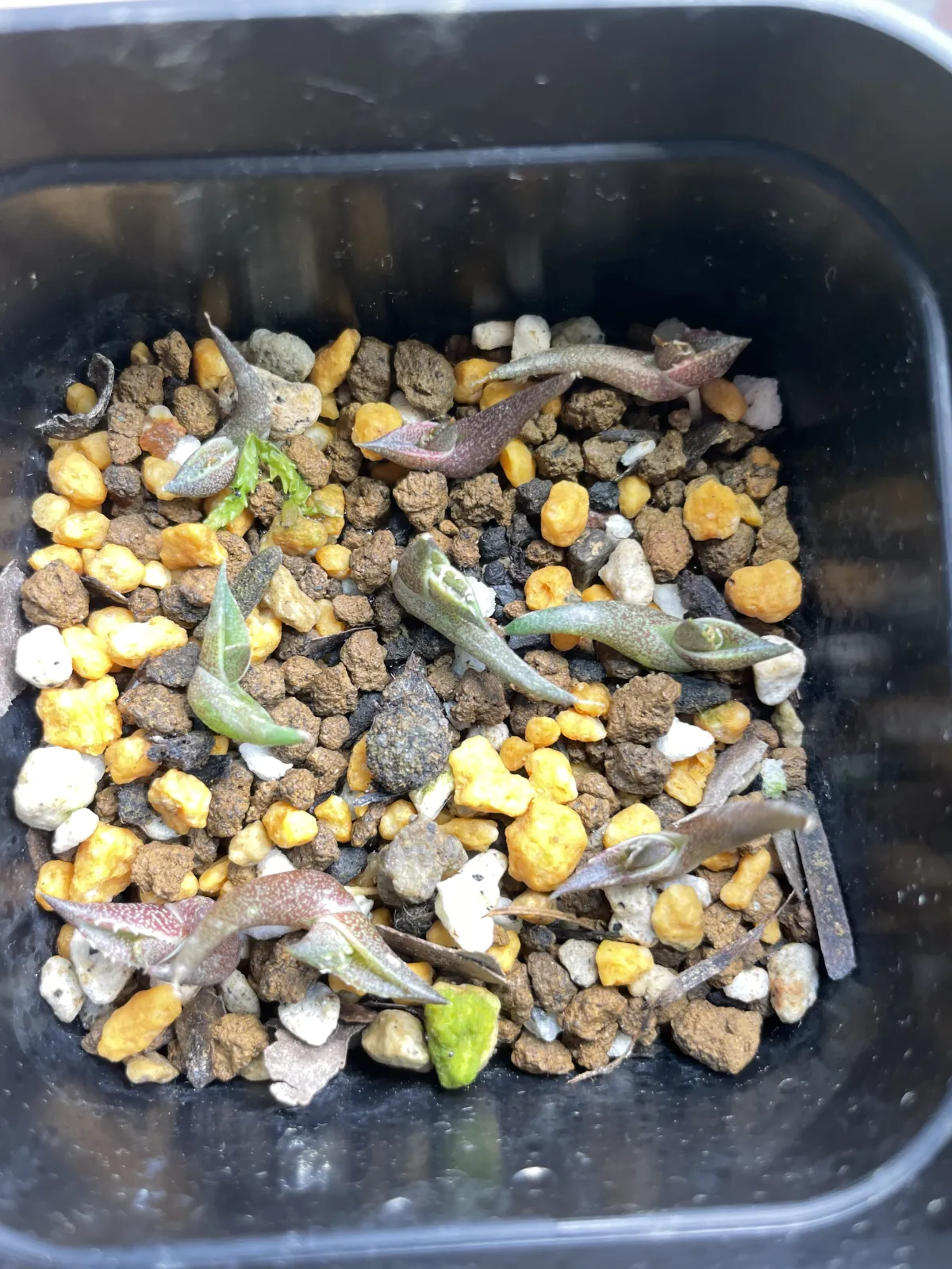 Agave titanota (アガベ チタノタ ドワーフ)