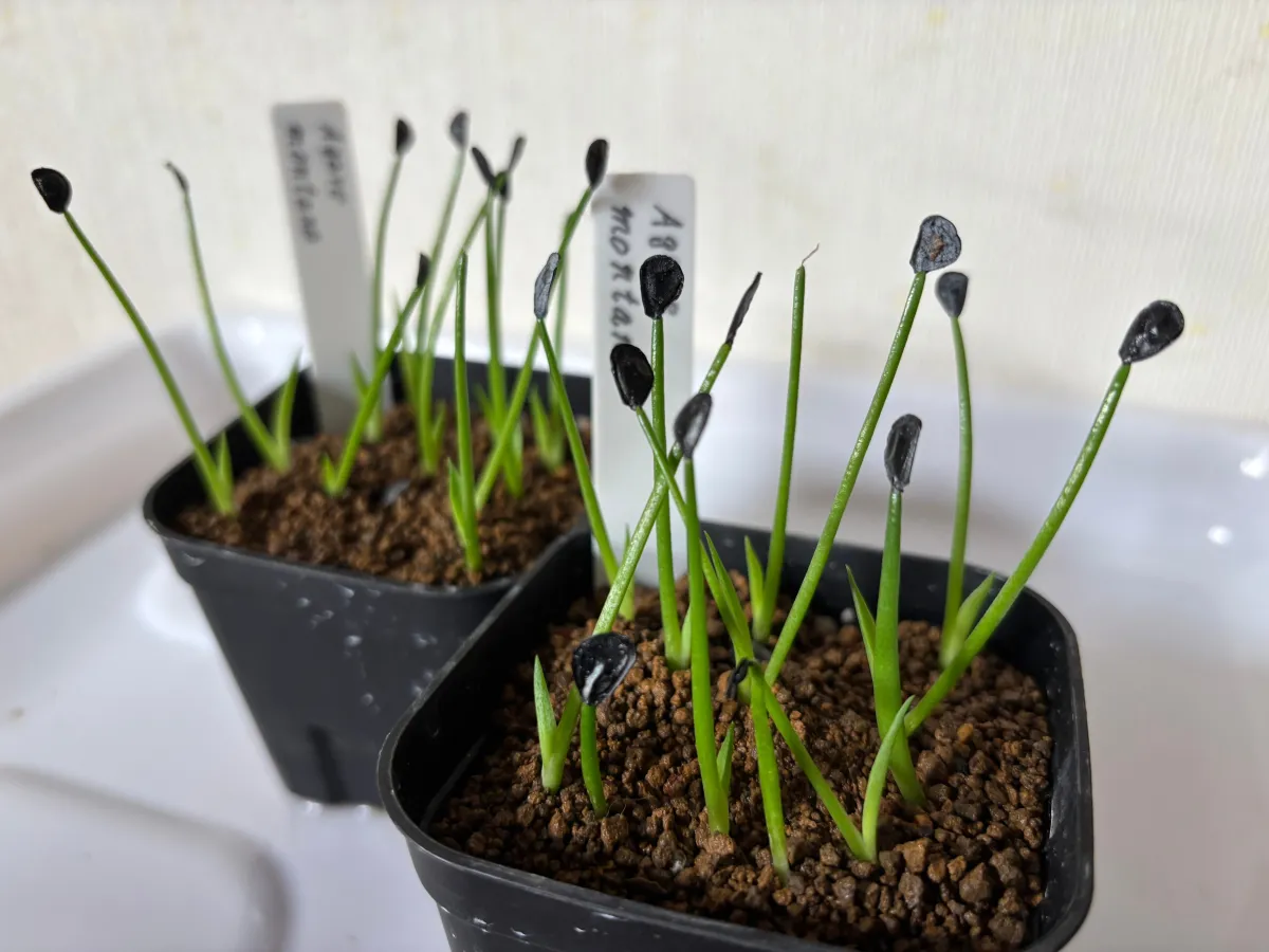 Agave montana (アガベ モンタナ)