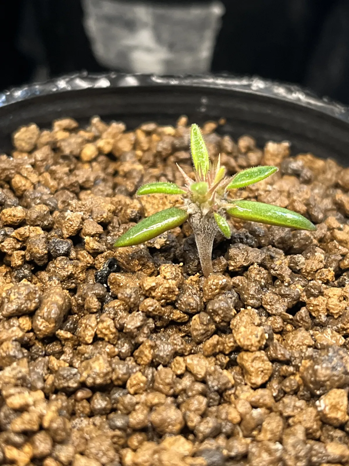 Alluaudia montagnacii (アローディア モンタグナッキー)