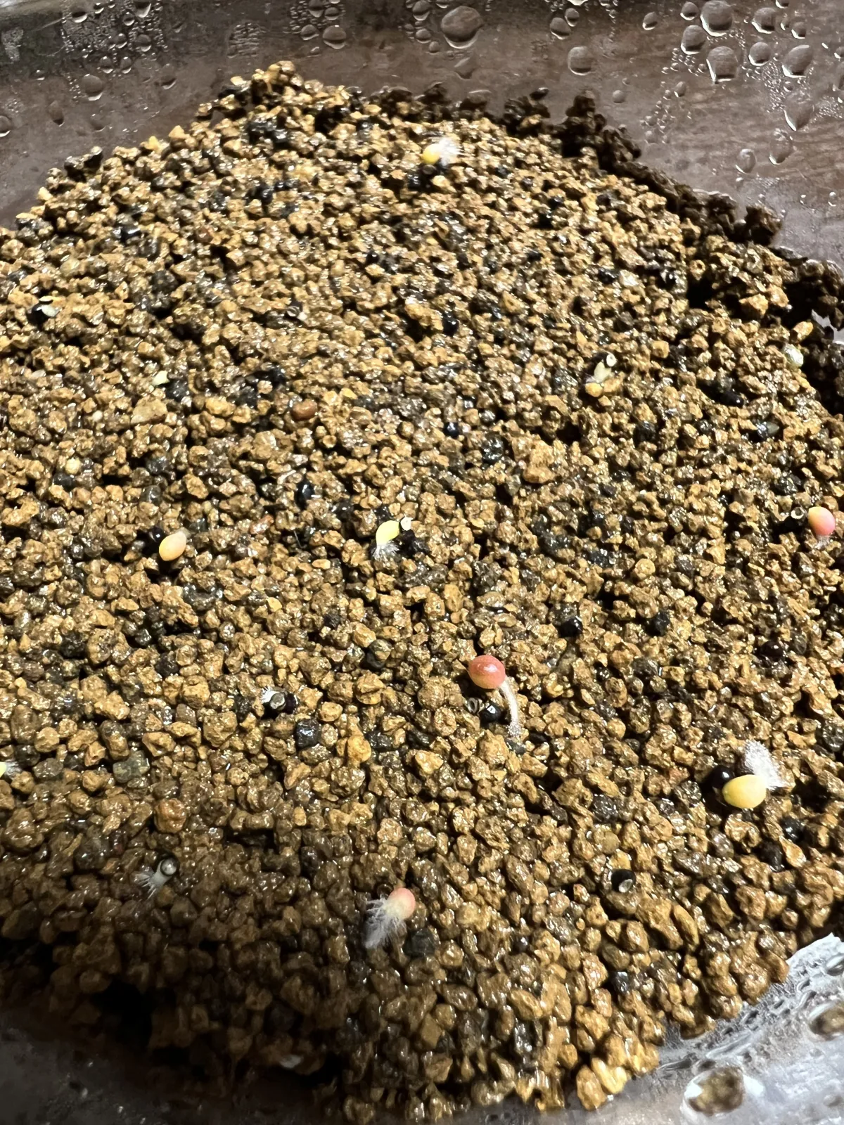 Stenocactus zacatecasensis subsp. zacatecasensis (エキノフォスロカクタス ザカテカセンシス)