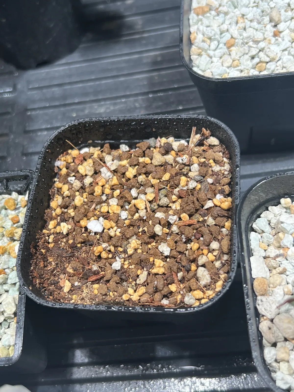 [無料種子] 発芽難 パキポディウム グラキリス　 Pachypodium rosulatum var. gracilius