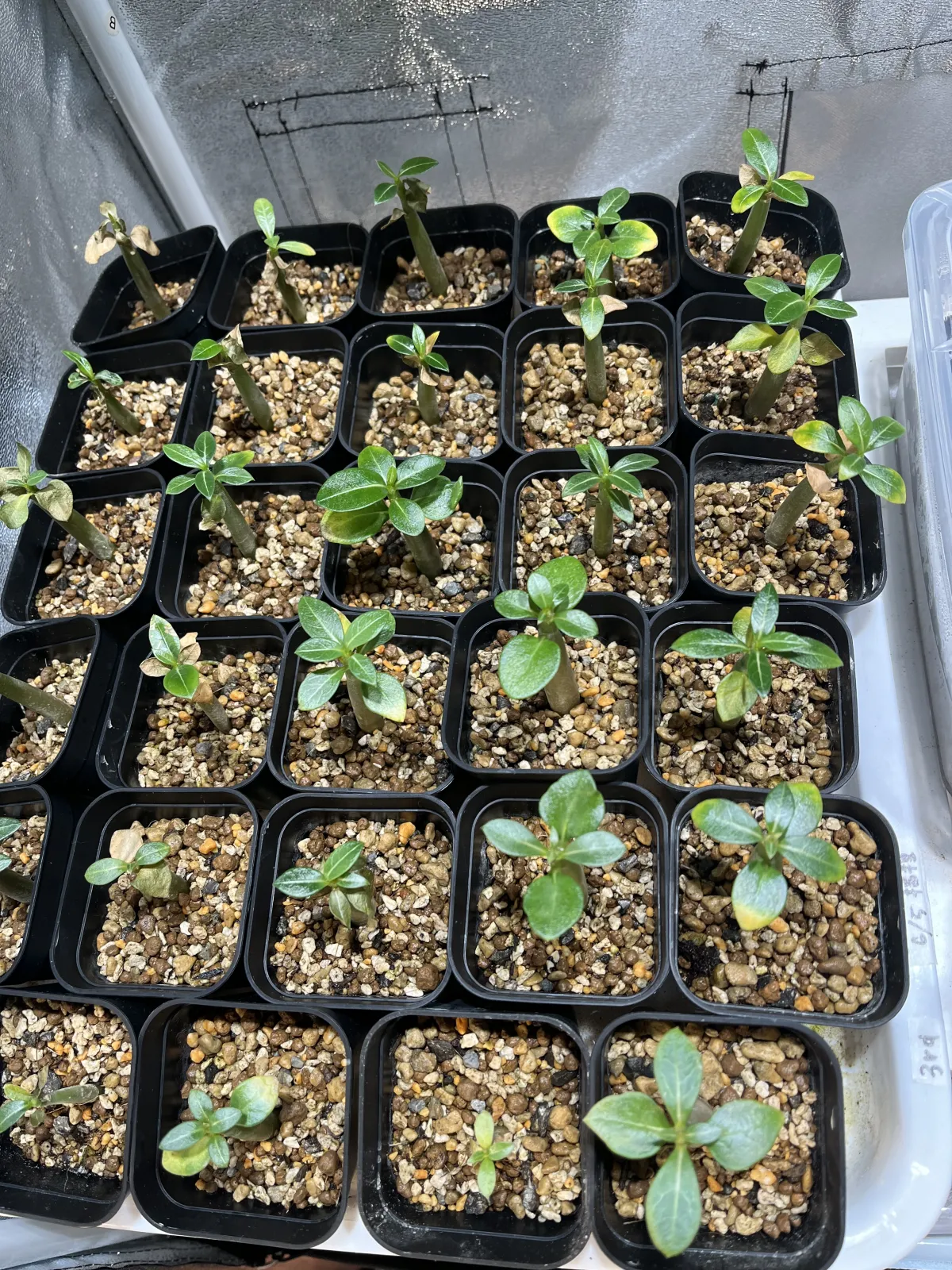 Adenium arabicum Black Stem (アデニウム アラビカム ブラックステム)