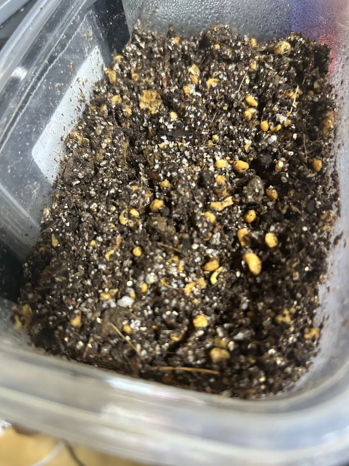 Pachypodium rosulatum var. gracilius (パキポディウム グラキリス)