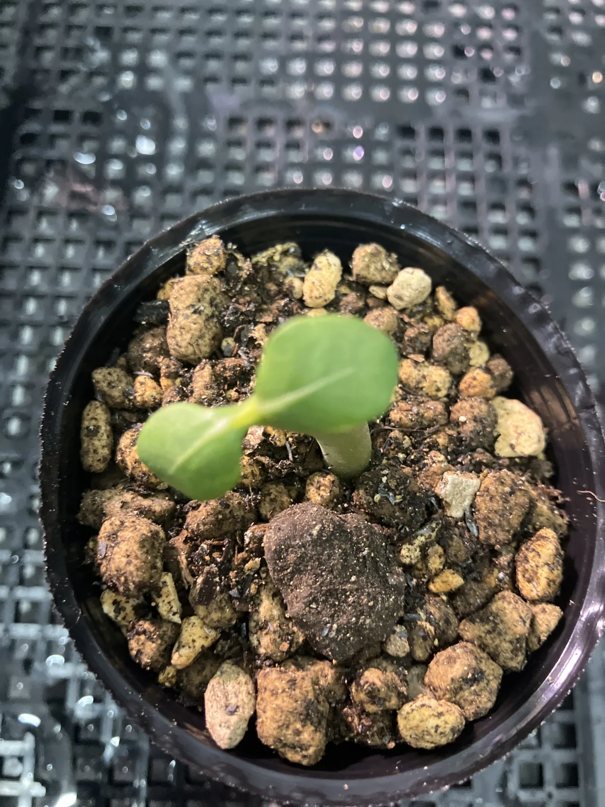 Adenium arabicum Black Stem (アデニウム アラビカム ブラックステム)