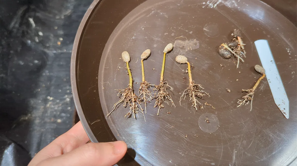 Coffea arabica 'Lempira' (コーヒー アラビカ レンピラ)