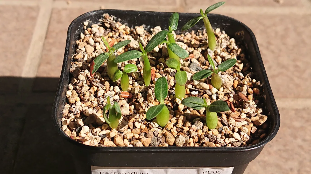 Pachypodium rosulatum var. gracilius (パキポディウム グラキリス)