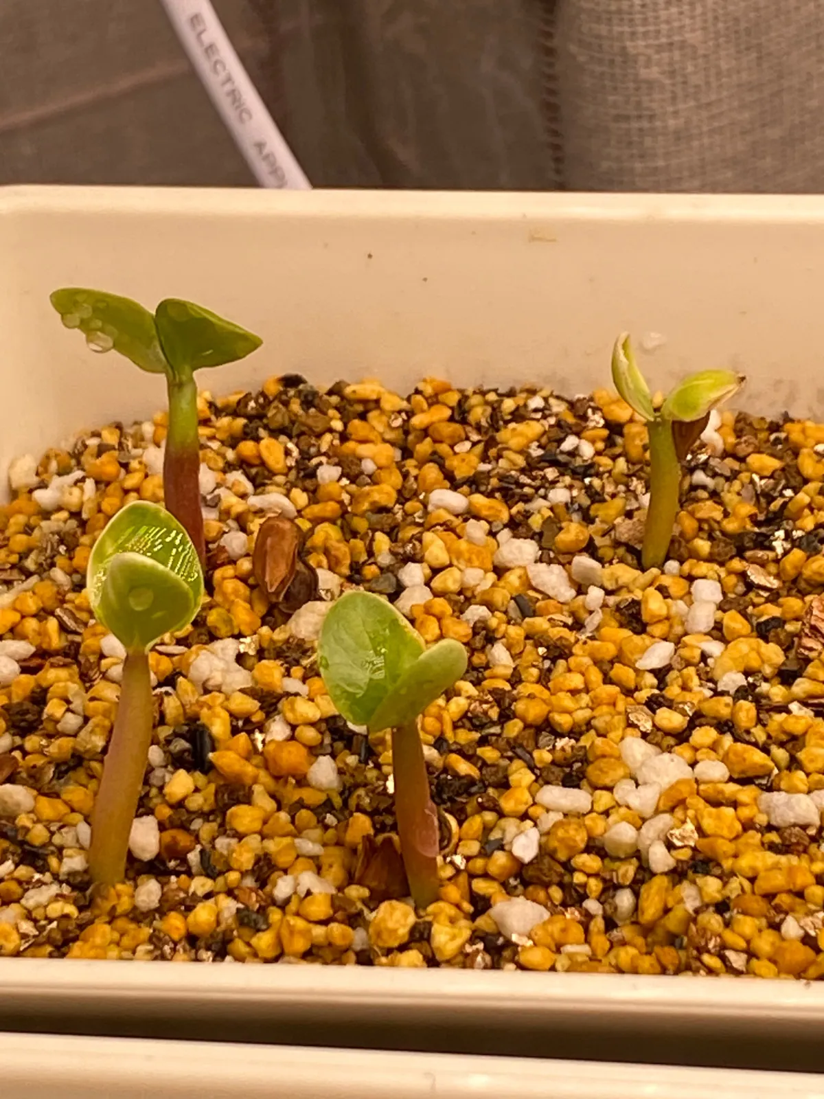 Pachypodium saundersii (パキポディウム サンデルシー 白馬城)