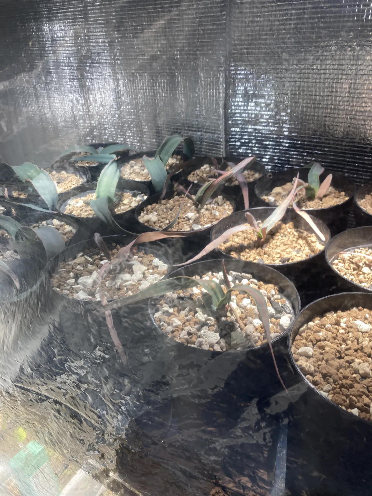 Welwitschia mirabilis (ウェルウィッチア ミラビリス 奇想天外)