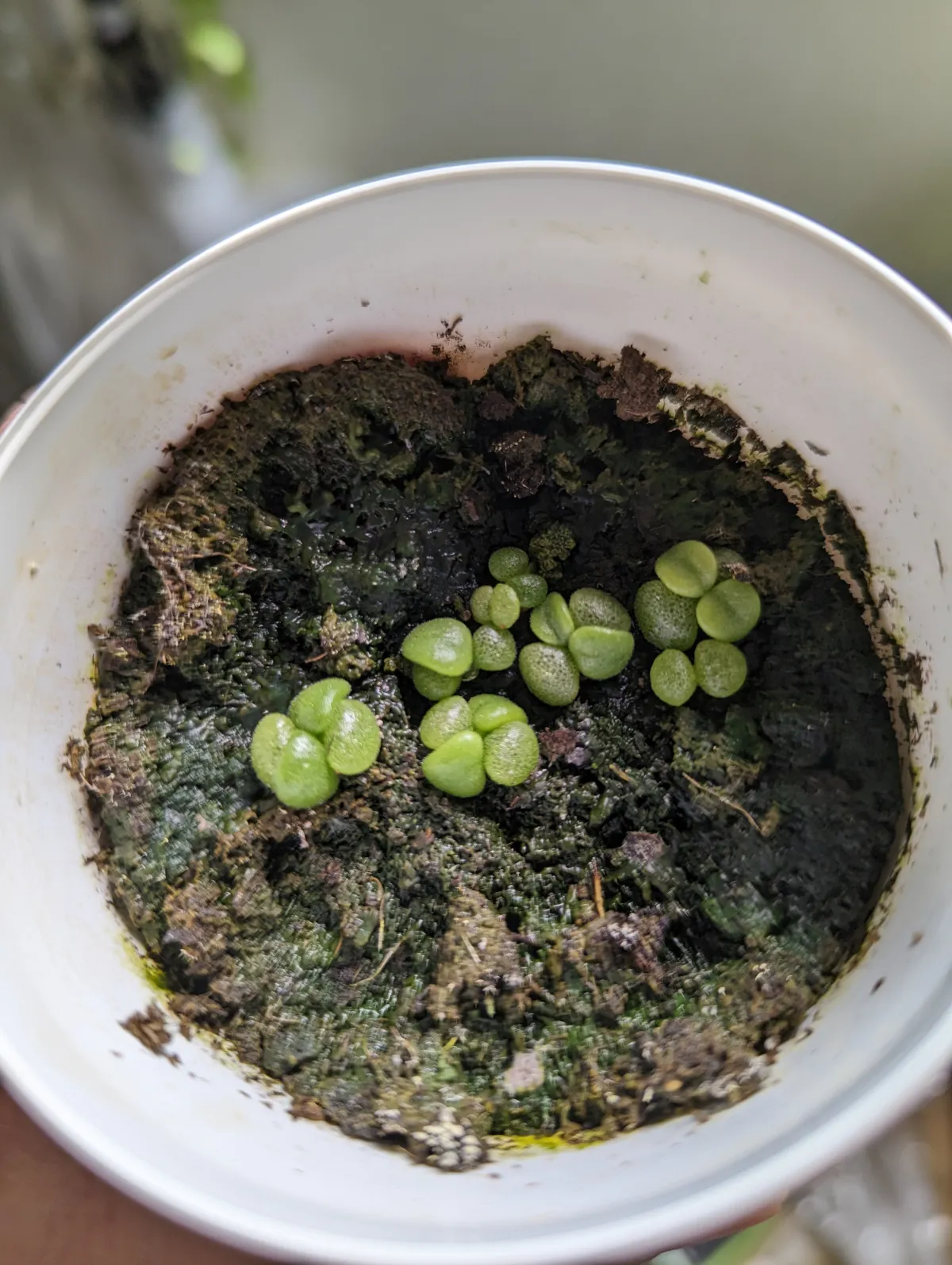 Tylecodon reticulatus subsp. reticulatus (ティレコドン レティクラタス)