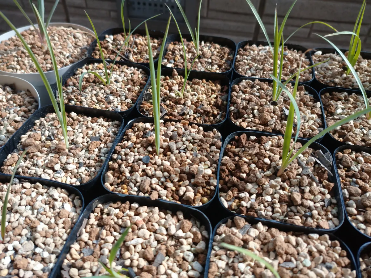 Yucca rigida (ユッカ リギダ)