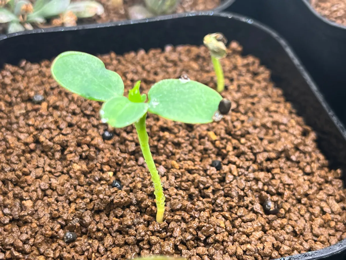 Euphorbia longituberculosa (ユーフォルビア ロンギツベルクローサ)