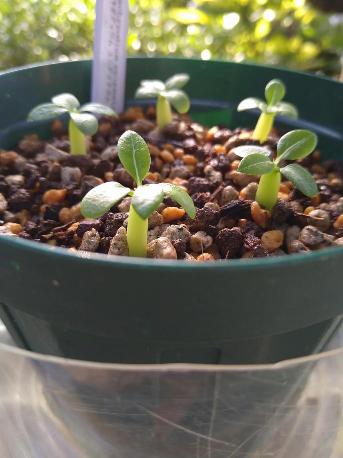 Pachypodium enigmaticum (パキポディウム エニグマチカム)