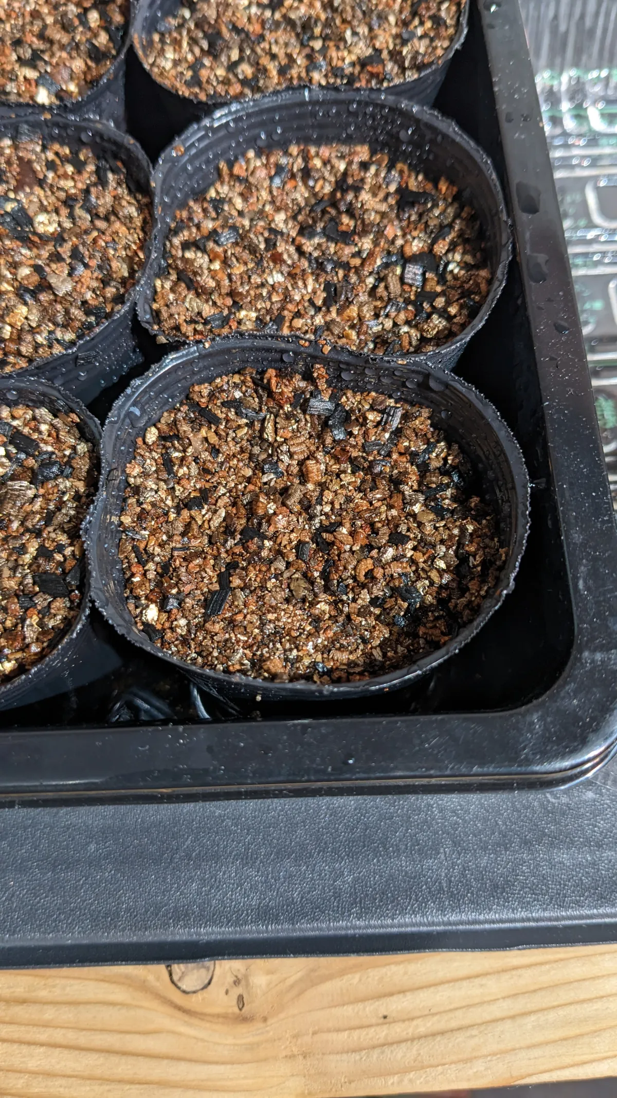 Boswellia sacra (ボスウェリア サクラ)